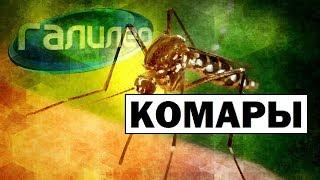 Галилео | Комары Mosquitoes