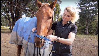 The BEST (horse woman's hack) to put on a horse halter + Stop your horse walking away