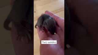 Watch my baby mice grow up!