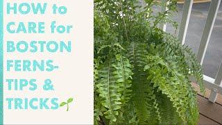 How to CARE for BOSTON FERNS