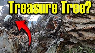 Treasure in the Tree!  Metal detecting old homesteads.  Ep 315 #metaldetecting  #treasure #history