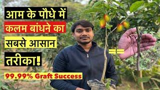 आम के पौधा में कलम बांधने का सबसे आसान तरीका! #mangotreegrafting #contactgrafting #indiannurserytips