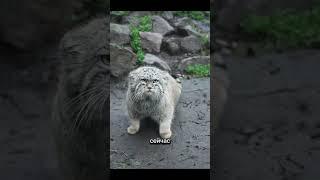 Лицо человека, который ждёт твою подписку. Не зли его.