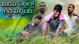 మిరప చెట్లల్లో గడ్డి తీసే విధానం ️/UNBEATABLE CULTURE VLOGS/UNBEATABLE VLOGS/CULTURE / FUNNY//