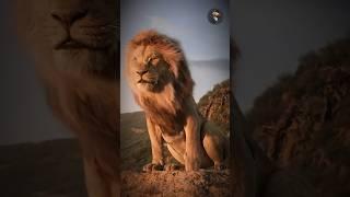 Lion King  Scarface part -2 #facts #animalfacts #wildlife