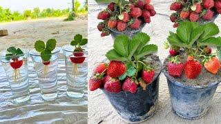 I don't need a Garden To Grow Strawberries Plants From Strawberries Fruit With three Glass of Water