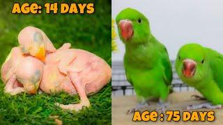 Green Ringneck Baby Parrot Growth Stages | Full Care And Training