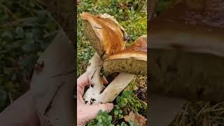 Picking some incredible Wild Mushrooms in the Forest!