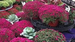 Chrysanthemums for Gorgeous Seasonal Color