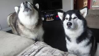 Stubborn alaskan Malamute talks back