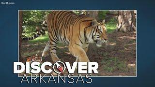 Turpentine Creek Wildlife Refuge | Discover Arkansas