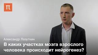 Взрослый нейрогенез — Александр Лазуткин