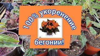 100% укоренение бегонии, мой первый опыт и результат! 