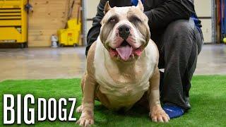 Huge 180lb Bully Challenges Dad's Record Weight | BIG DOGZ