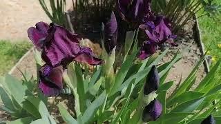 ирисы Черри Гарден Iris pumila Cherry Garden май 2022