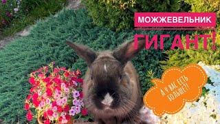 Гигантский можжевельник Блю Чип и Лайм Глоу, 12 лет!