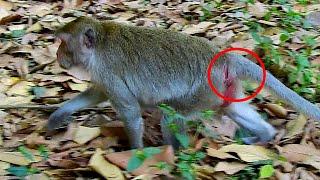 Jane monkey deserved it that she tried related other males not limited m@ting.