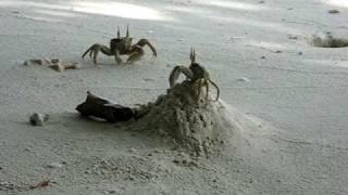 Crab Fight