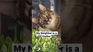 My Neighbor is a stalker. #shorts #funny #funnyvideo #funnycats #catoftheday #cutecat