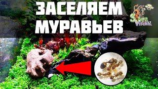 Заселяем муравьев в природный формикарий ● Флорариум с муравьями