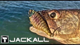 TN 60 from Jackall Lures