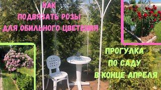 Как  подвязать розы для обильного цветения. Прогулка по саду в конце апреля.