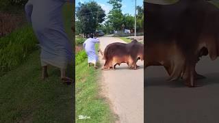  What did the fake cow do? #super funny #United status #South Korea #Indonesia