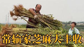 常输家芝麻大丰收，大妮高兴的干劲十足，夫妻俩喜气洋洋把秋过【农村傻大妮儿】