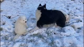 With Lovely Smile kennel - Samoyed litter B - 6 weeks old - first snow