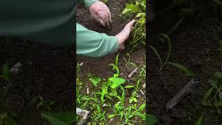 Ide cerdas memanen bengkoang dengan hasil melimpah #shorts