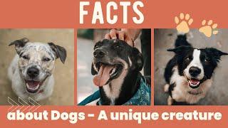 Woof-tastic Wonders: Unleashing the Top 10 Fascinating Facts About Dogs 