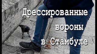 Дрессированные вороны в Стамбуле