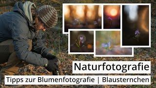 Naturfotografie: TIPPS zur BLUMENFOTOGRAFIE (mit BLAUSTERNCHEN)