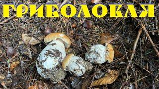 Багато молодих білих грибів і навіть корбани. Гриболовля - 18 / BEAUTIFUL PORCINI MUSHROOMS