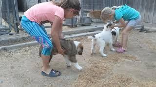 Alabai puppies at 7 weeks old of CH Ali Aladja Tibul and CH Panda.