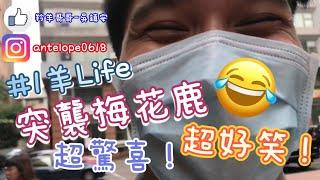 ［ep.1羊Life］梅花鹿哥哥的畢業驚喜！！！