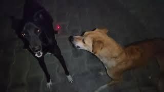 3 Dog Big Fight  Part - 1# STAR MAGAN #