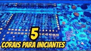 5 CORAIS INCRÍVEIS  para Iniciantes - Na Top Coral Reef