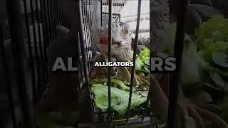 Buying $100 of ILLEGAL Animals From Bangkok Market  | #shorts #viral