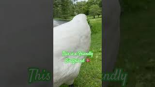 Hello Darlin' Daddy Swan want Handfeeding and Walk up close