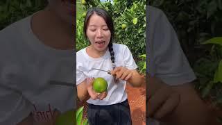 Green mandarin fruit harvesting, Growing in own orchard, picking fruit