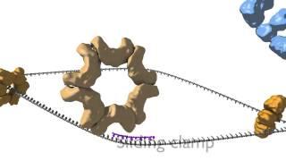 DNA Replication