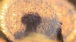 Time lapse Dandelion from flowers to seeds HD