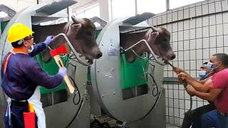 SMART FARM 2024 #withme Automatic New Farming Cow Milking, Feeding and Agriculture Machines 2024