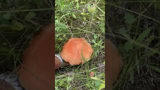 Вот так идешь себе, никого не трогаешь...  Mushroom.