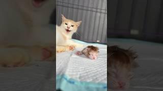 A mother cat gives birth to her kittens with great struggle #cat #catlover #cutecat  #kucinglucu