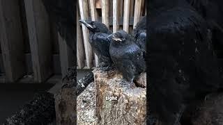Clever crow ‍⬛‍⬛ #animals #animallife #cuteanimal #pets #animalove #cute