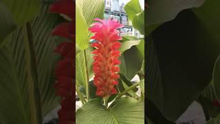 Orange Torch ginger Tropical very beautiful 