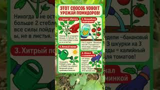  Урожай Помидоров с Этими 4 Секретами!