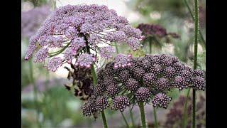 Grow-A-Long Wild Carrot (Daucus carota dara)